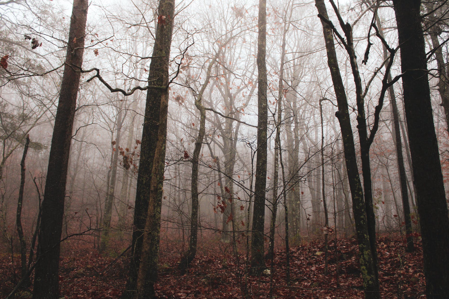 foggy autumnal forest